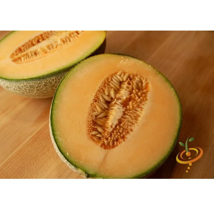 Semillas De Melon, Honey Rock (100% Heirloom/No Híbrido/No GMO). 10 Semillas Aproximadamente. - Image 5