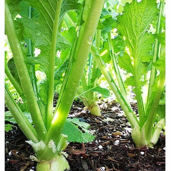 Semillas De Nabo, Globo De Oro (100% Heirloom / No Híbrido / No GMO). 140 Semillas Aproximadamente - Image 2