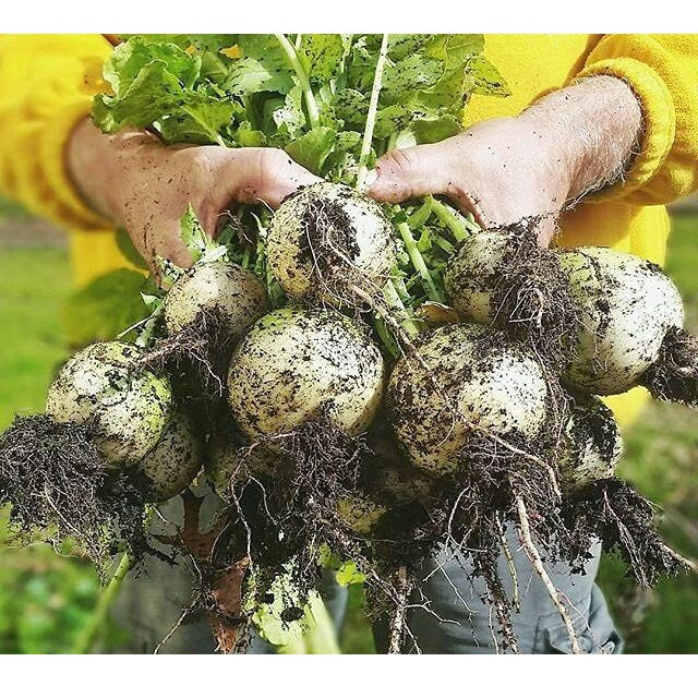 Semillas De Nabo, Globo De Oro (100% Heirloom / No Híbrido / No GMO). 140 Semillas Aproximadamente - Image 4