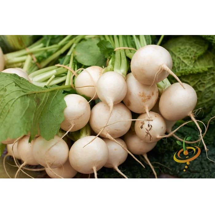 Semillas De Nabo, Globo De Oro (100% Heirloom / No Híbrido / No GMO). 140 Semillas Aproximadamente - Image 5
