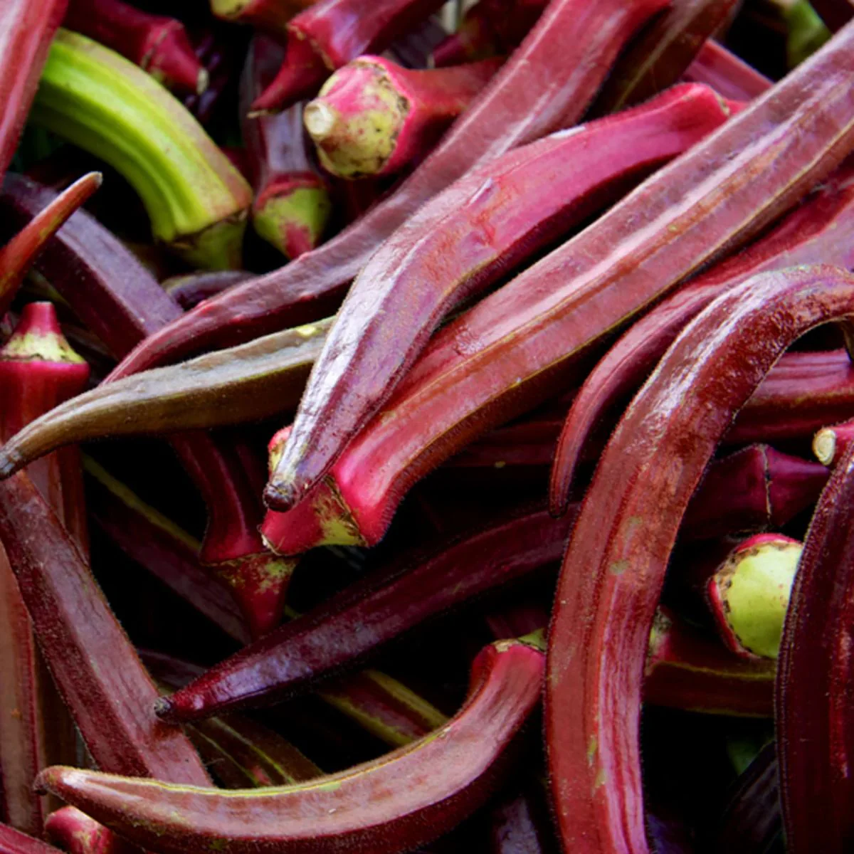 Semillas De Okra Roja Frutal. (5 Gramos). Pack De Semillas De Quimbombó Roja. - Image 2