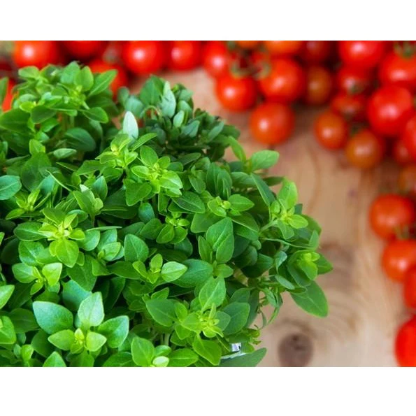 Semillas De Oregano Italiano (100% Heirloom/No Híbrido/No GMO). 200 Semillas Aproximadamente. - Image 3