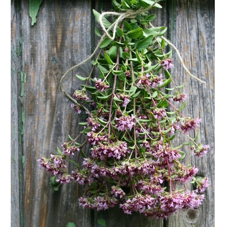 Semillas De Oregano Italiano (100% Heirloom/No Híbrido/No GMO). 200 Semillas Aproximadamente. - Image 5