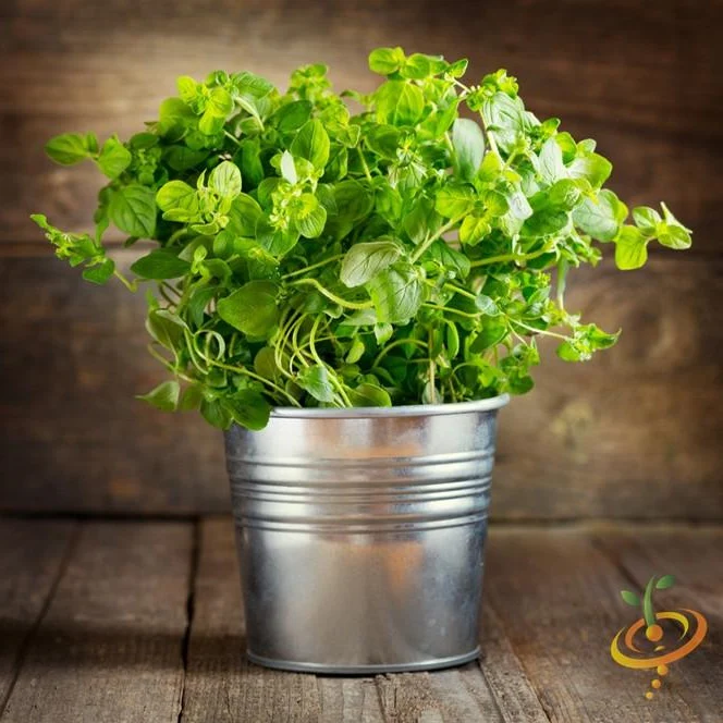 Semillas De Oregano Italiano (100% Heirloom/No Híbrido/No GMO). 200 Semillas Aproximadamente. - Image 6