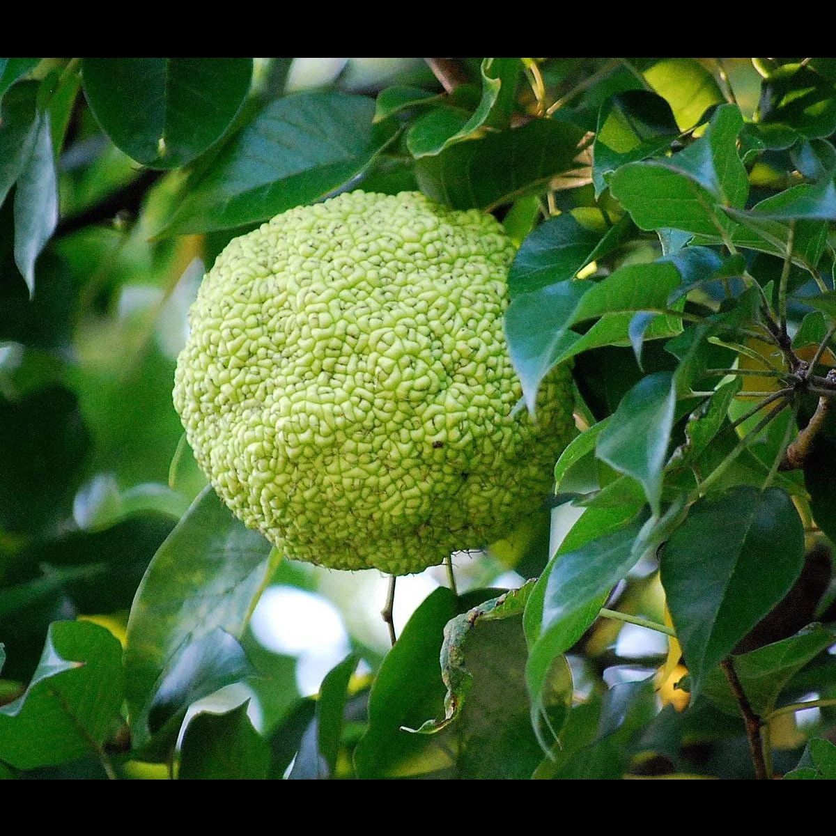 Semillas De Osage Orange - Image 2