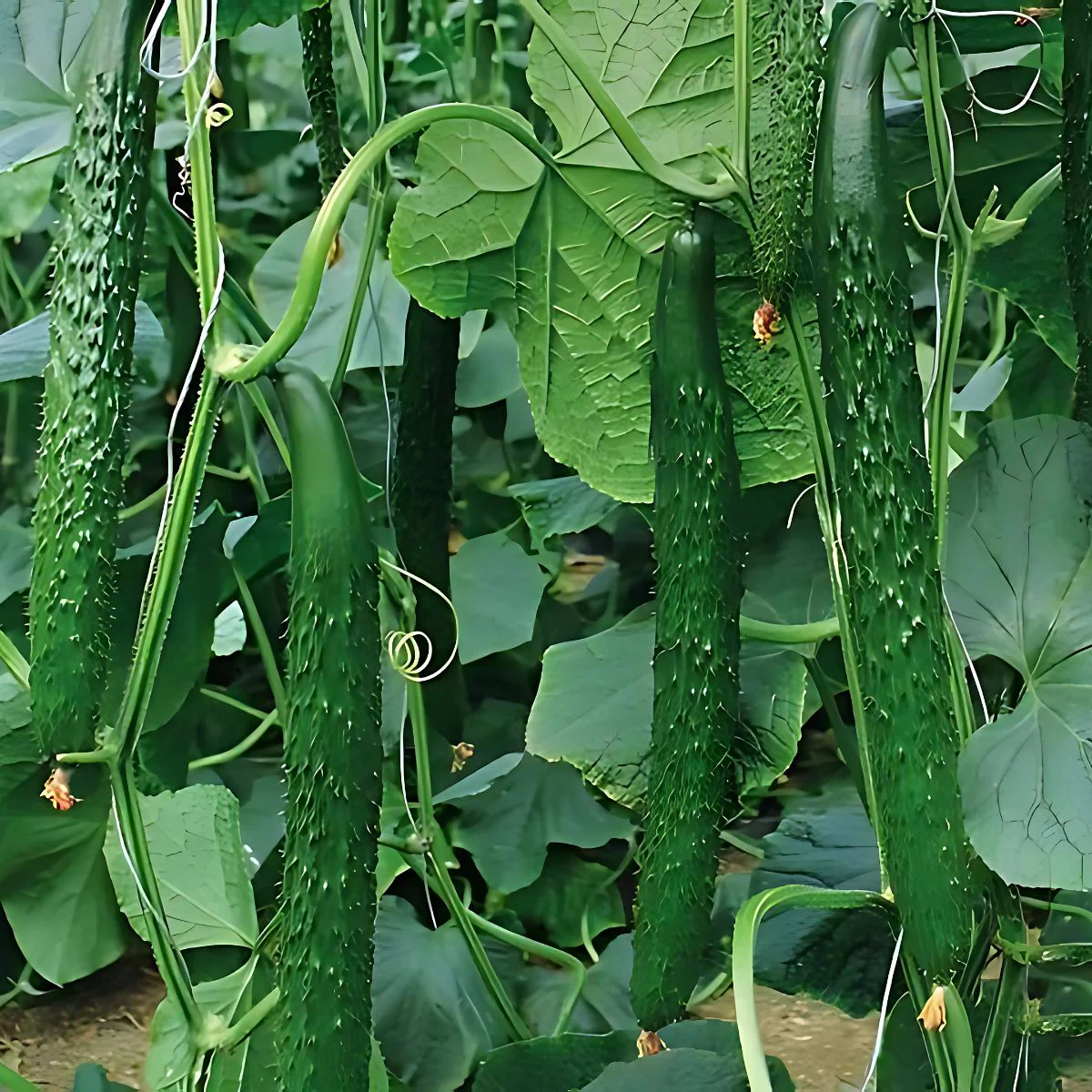Semillas De Pepino Chino. (3 Gramos). Pack De Semillas Para Jardinería Y Huertos. - Image 2