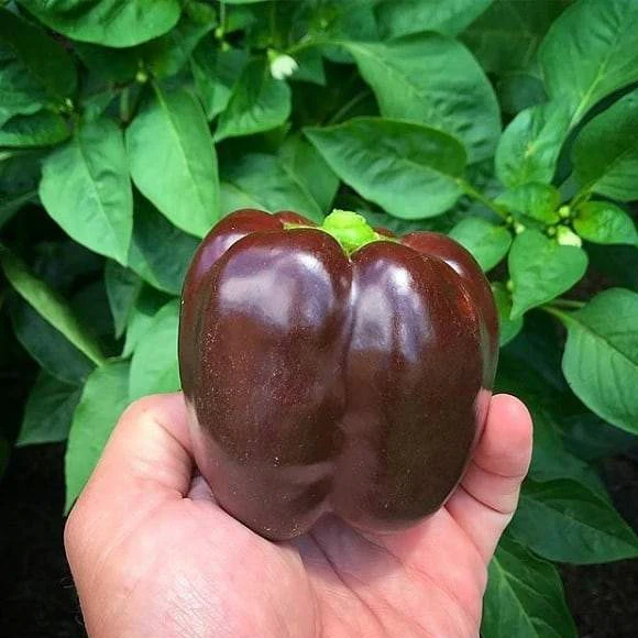 Semillas De Pimenton Dulce, Color Marron (100% Heirloom/No Híbrido/No GMO). 10 Semillas Aprox. - Image 2