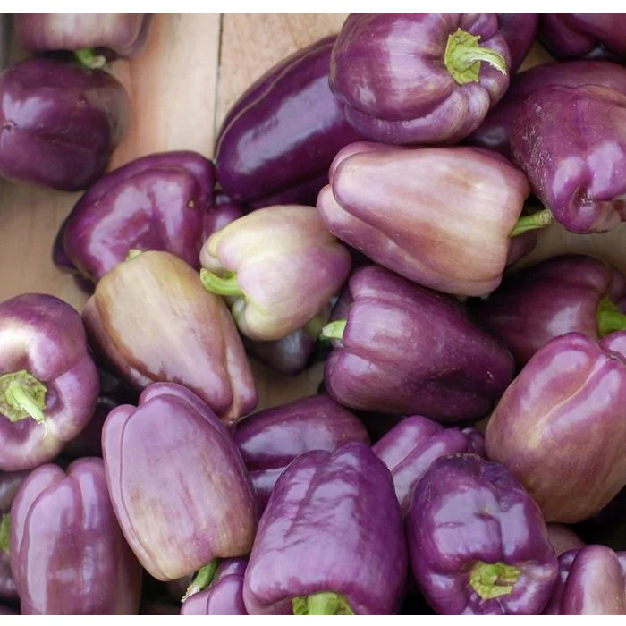 Semillas De Pimenton Dulce, Color Morado (100% Heirloom/ No Híbrido/No GMO). 60 Semillas Aprox. - Image 2