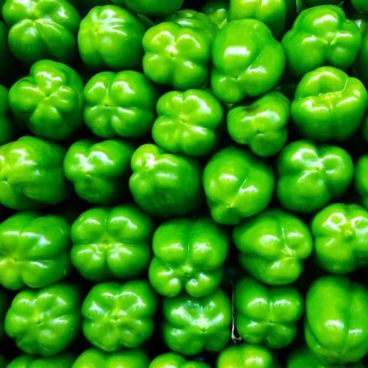 Semillas De Pimenton Dulce, Yolo Wonder (100% Heirloom/No Híbrido/No GMO). 15 Semillas Aprox. - Image 3