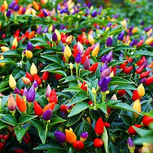Semillas De Pimienta De Colores. - Image 2