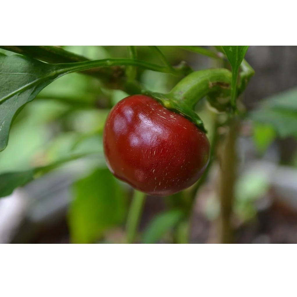 Semillas De Aji Dulce Grande, Color Rojo (100% Heirloom/No Híbrido/No GMO). 5 Semillas Aprox. - Image 2