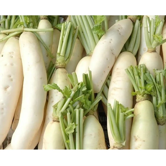 Semillas De Rabano, Daikon / Minowase Japonés (100% Heirloom/No Híbrido/No GMO). 120 Semillas Aprox. - Image 3