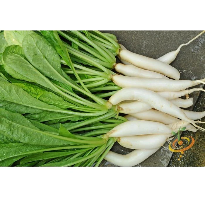 Semillas De Rabano, Daikon / Minowase Japonés (100% Heirloom/No Híbrido/No GMO). 120 Semillas Aprox. - Image 5