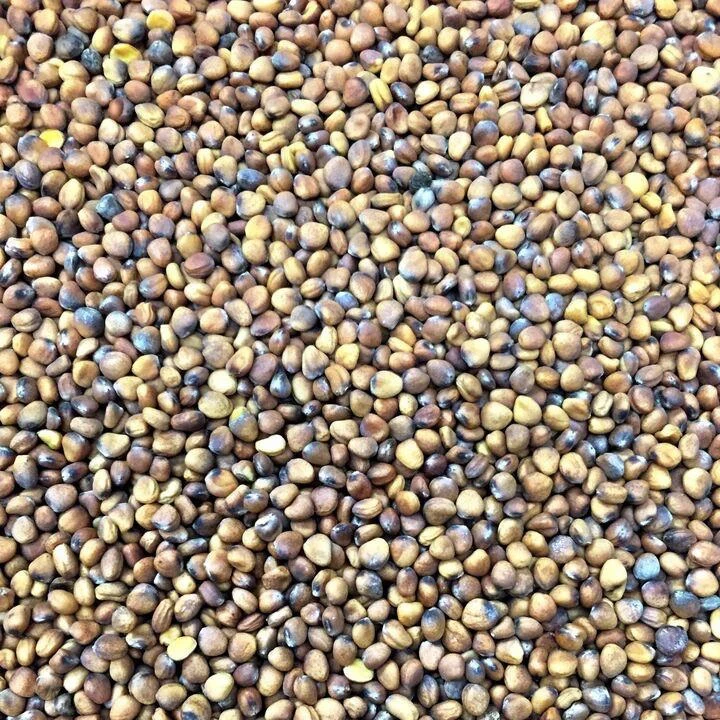Semillas De Rabano, Sandia (100% Heirloom/No Híbrido/No GMO). 20 Semillas Aproximadamente - Image 2