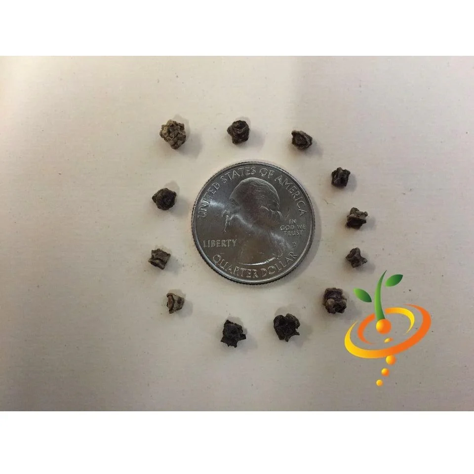 Semillas De Remolacha (100% Heirloom / No Híbrido / No GMO). 20 Semillas Aproximadamente. - Image 2