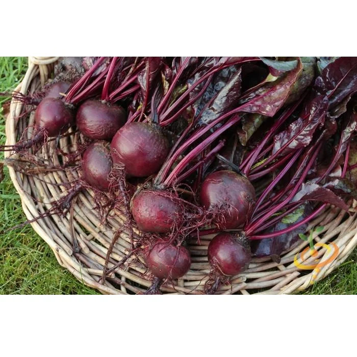 Semillas De Remolacha (100% Heirloom / No Híbrido / No GMO). 20 Semillas Aproximadamente. - Image 3