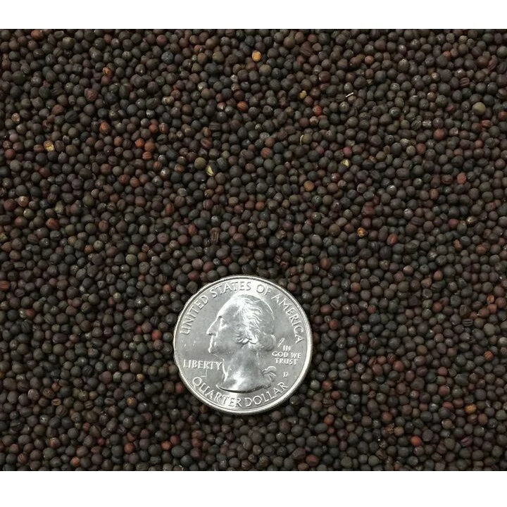Semillas De Repollo (100% Heirloom / No Híbrido / No GMO). 50 Semillas Aproximadamente. - Image 3