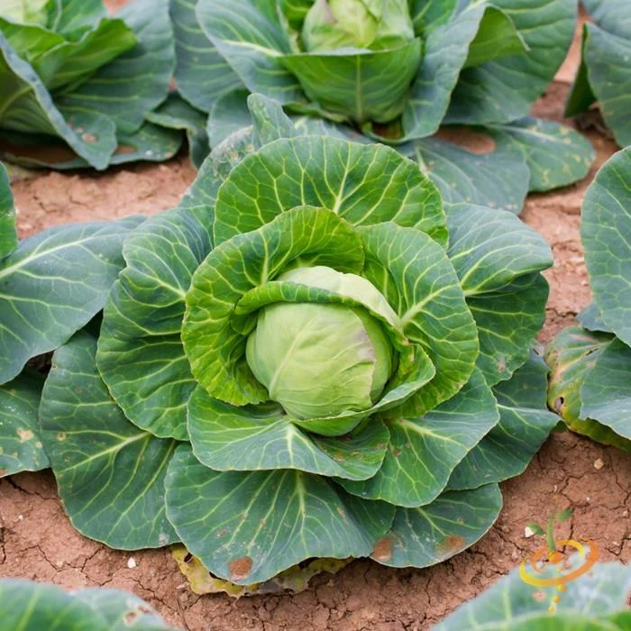 Semillas De Repollo, Cabeza De Bola Danesa (100% Heirloom/No Híbrido/No GMO). 45 Semillas Aprox. - Image 4