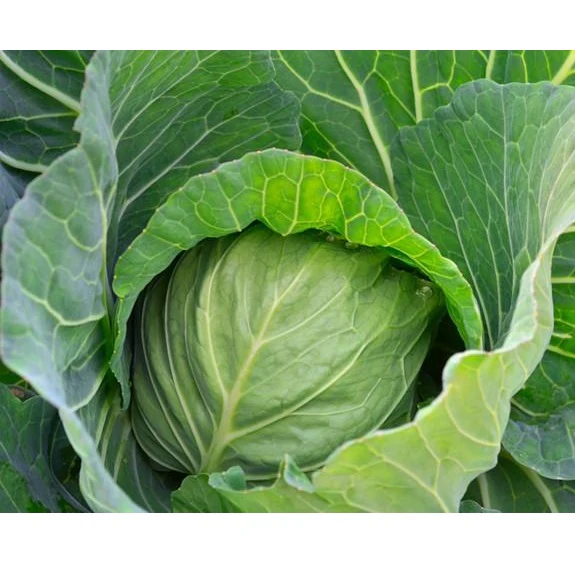 Semillas De Repollo, Cabeza De Bola Danesa (100% Heirloom/No Híbrido/No GMO). 45 Semillas Aprox. - Image 5
