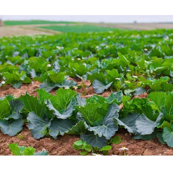 Semillas De Repollo, Cabeza De Bola Danesa (100% Heirloom/No Híbrido/No GMO). 45 Semillas Aprox. - Image 6