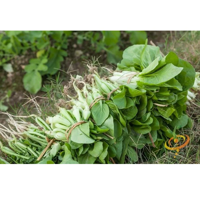 Semillas De Repollo Chino, Bok Choy Tallo Blanco(100% Heirloom/No Híbrido/No GMO).50 Semillas Aprox. - Image 3
