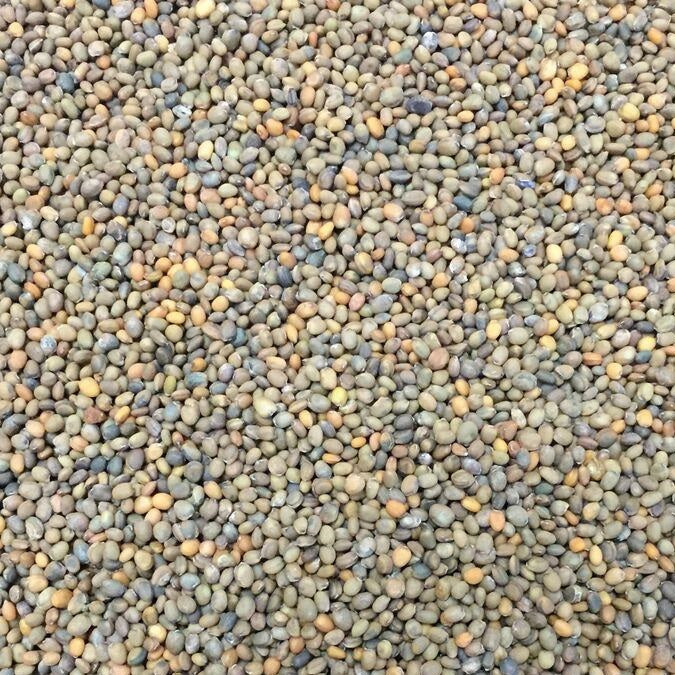 Semillas De Rucula, Roquette (100% Heirloom/No Híbrido/No GMO). 150 Semillas Aproximadamente. - Image 2