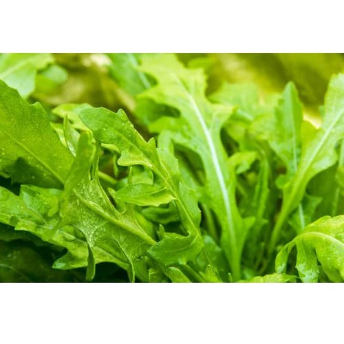 Semillas De Rucula, Roquette (100% Heirloom/No Híbrido/No GMO). 150 Semillas Aproximadamente. - Image 6