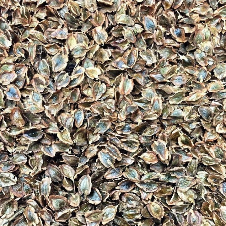 Semillas De Ruibarbo, Victoria (100% Heirloom/No Híbrido/No GMO). 20 Semillas Aproximadamente - Image 2