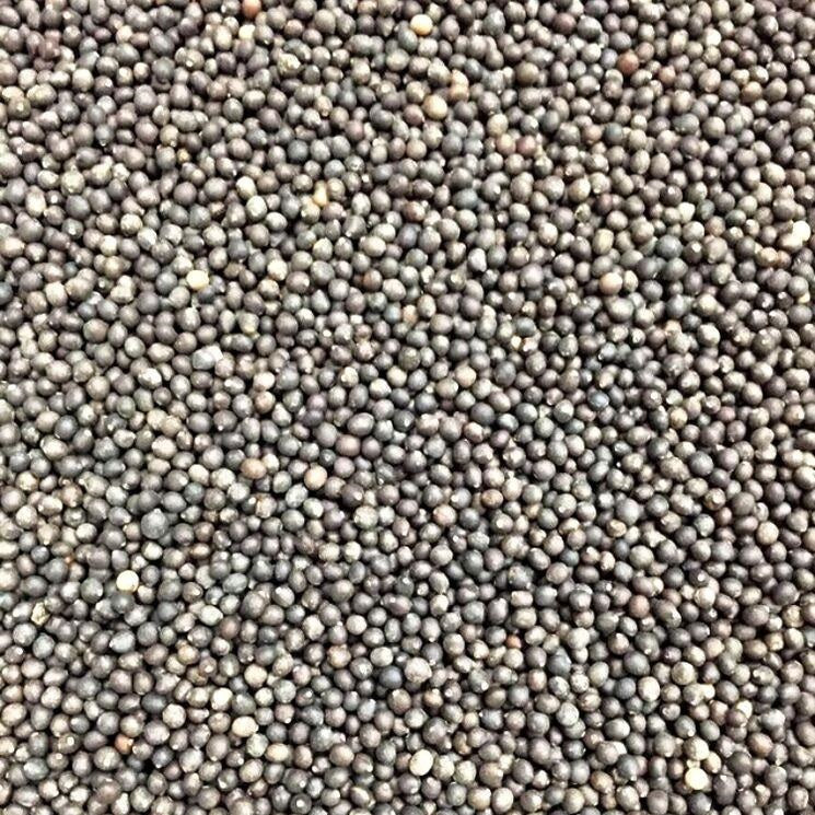 Semillas De Salvia De Hoja Ancha (100% Heirloom/No Híbrido/No GMO). 25 Semillas Aproximadamente. - Image 2