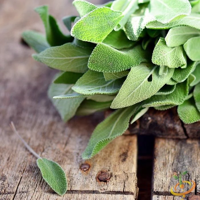 Semillas De Salvia De Hoja Ancha (100% Heirloom/No Híbrido/No GMO). 25 Semillas Aproximadamente. - Image 3