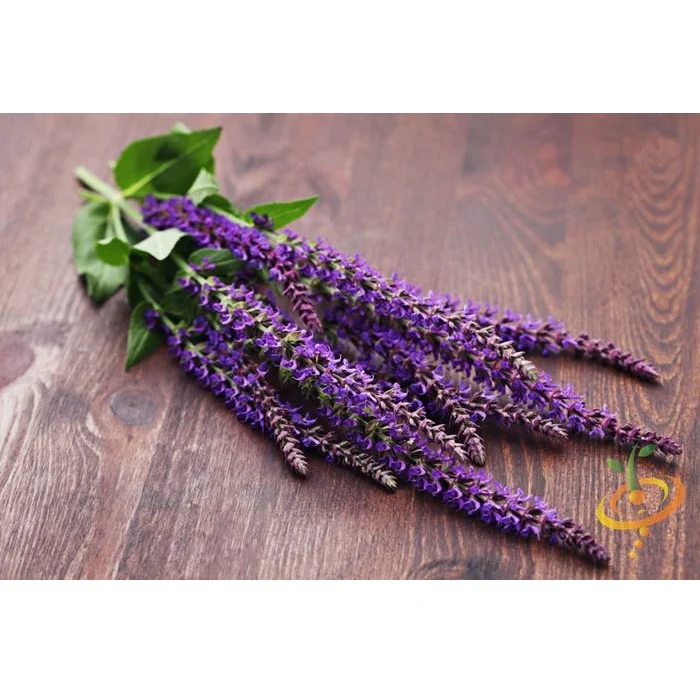 Semillas De Salvia De Hoja Ancha (100% Heirloom/No Híbrido/No GMO). 25 Semillas Aproximadamente. - Image 4