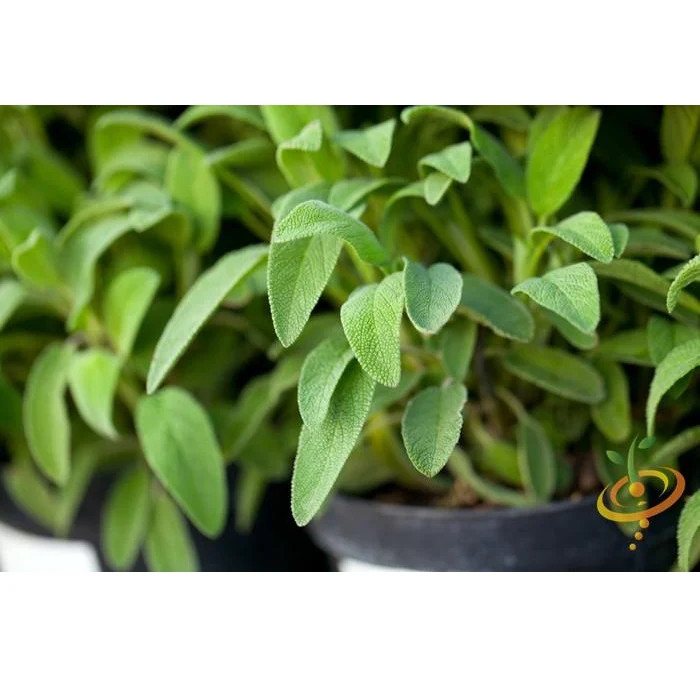 Semillas De Salvia De Hoja Ancha (100% Heirloom/No Híbrido/No GMO). 25 Semillas Aproximadamente. - Image 5