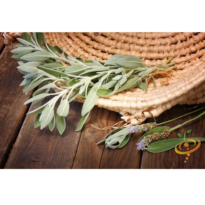 Semillas De Salvia De Hoja Ancha (100% Heirloom/No Híbrido/No GMO). 25 Semillas Aproximadamente. - Image 6