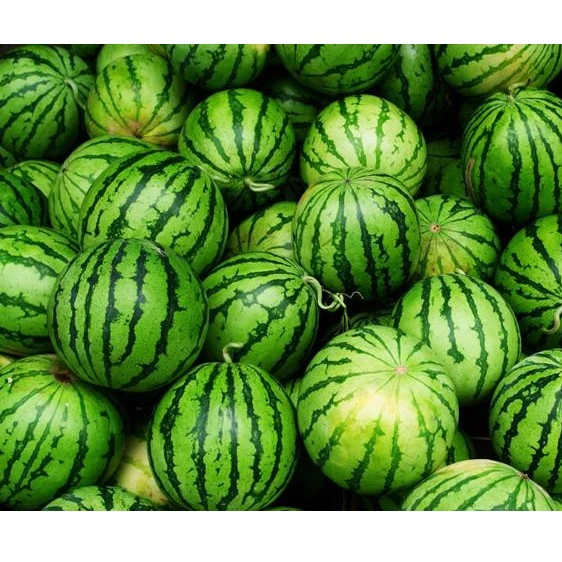 Semillas De Sandia, Crimson Dulce (100% Heirloom / No Híbrido / No GMO). 10 Semillas Aproximadamente - Image 2