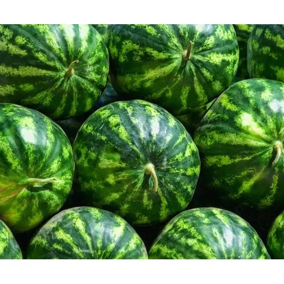 Semillas De Sandia, Crimson Dulce (100% Heirloom / No Híbrido / No GMO). 10 Semillas Aproximadamente - Image 3