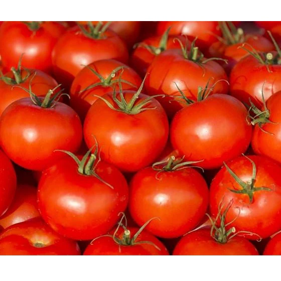 Semillas De Tomate, Ace 55 (100% Heirloom/No Híbrido/No GMO). 15 Semillas Aproximadamente - Image 4