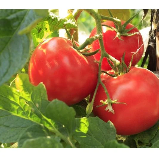 Semillas De Tomate, Ace 55 (100% Heirloom/No Híbrido/No GMO). 15 Semillas Aproximadamente - Image 5