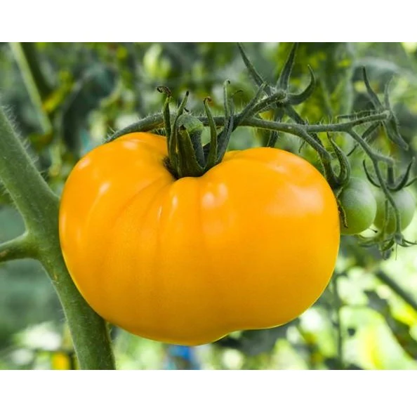 Semillas De Tomate Amarillo, Brandywine (100% Heirloom/No Híbrido/No GMO). 15 Semillas Aprox. - Image 3