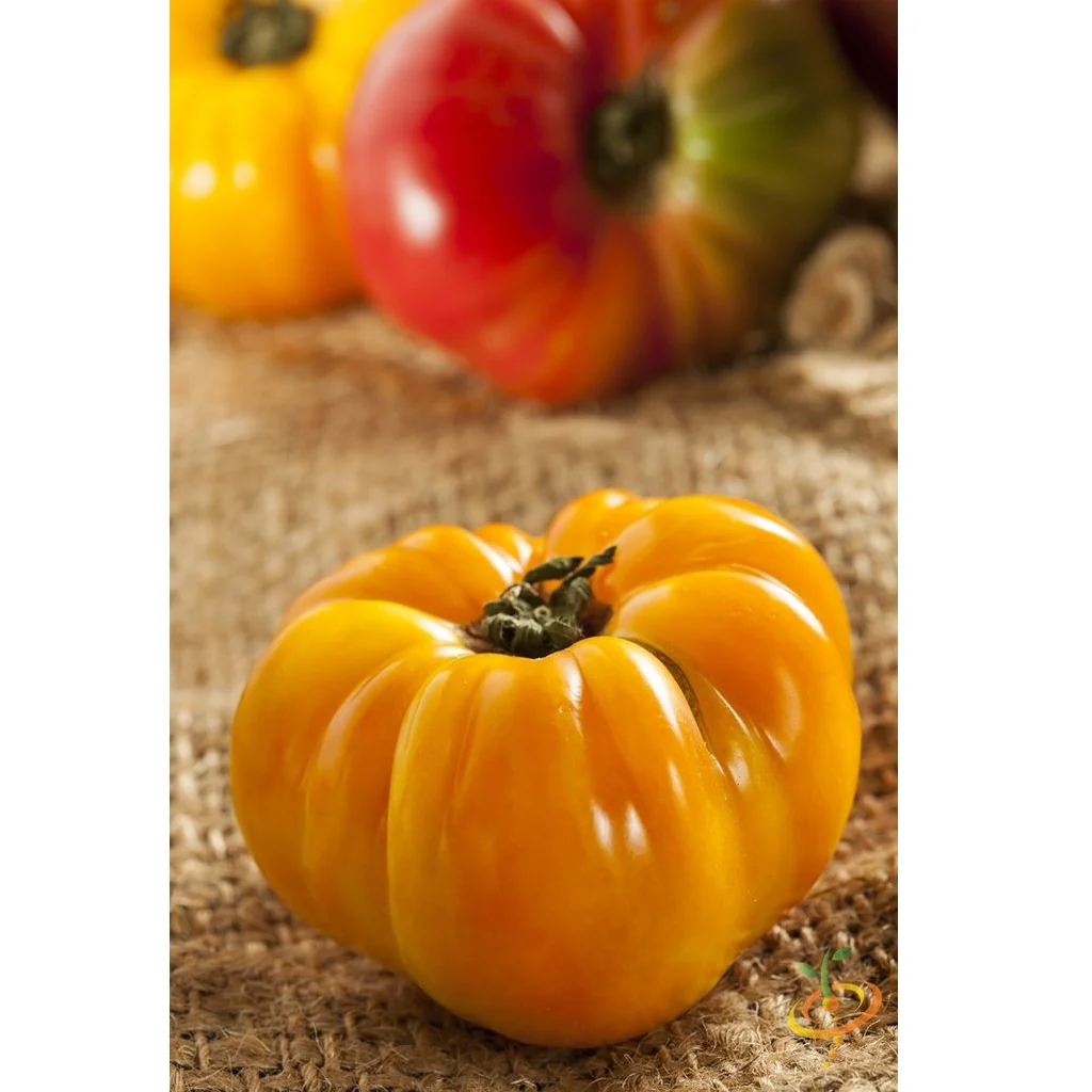 Semillas De Tomate Amarillo, Brandywine (100% Heirloom/No Híbrido/No GMO). 15 Semillas Aprox. - Image 4