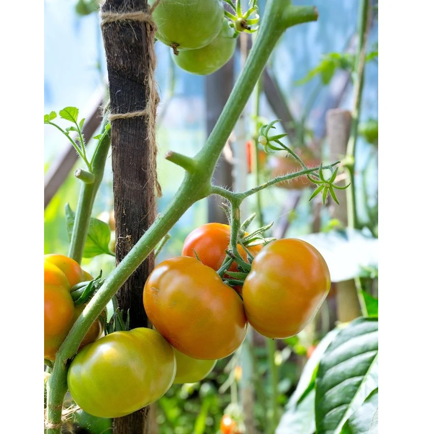 Semillas De Tomate Amarillo, Brandywine (100% Heirloom/No Híbrido/No GMO). 15 Semillas Aprox. - Image 5
