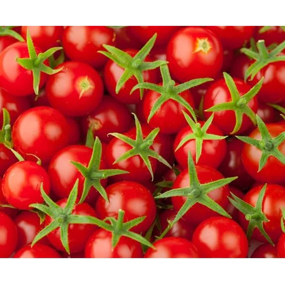 Semillas De Tomate Cherry, Tiny Tim (100% Heirloom/No Híbrido/No GMO). 15 Semillas Aproximadamente - Image 3