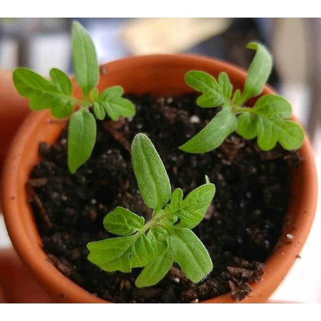 Semillas De Tomate Cherry, Tiny Tim (100% Heirloom/No Híbrido/No GMO). 15 Semillas Aproximadamente - Image 5