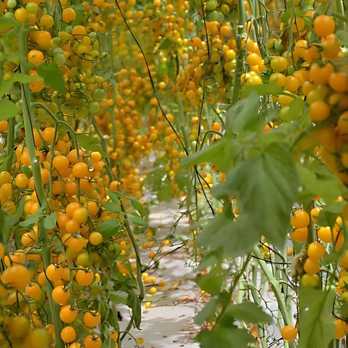 Semillas De Tomate Cherry Amarillo. (30 Gramos). Pack De Semillas Para Jardinería Y Huertos. - Image 2