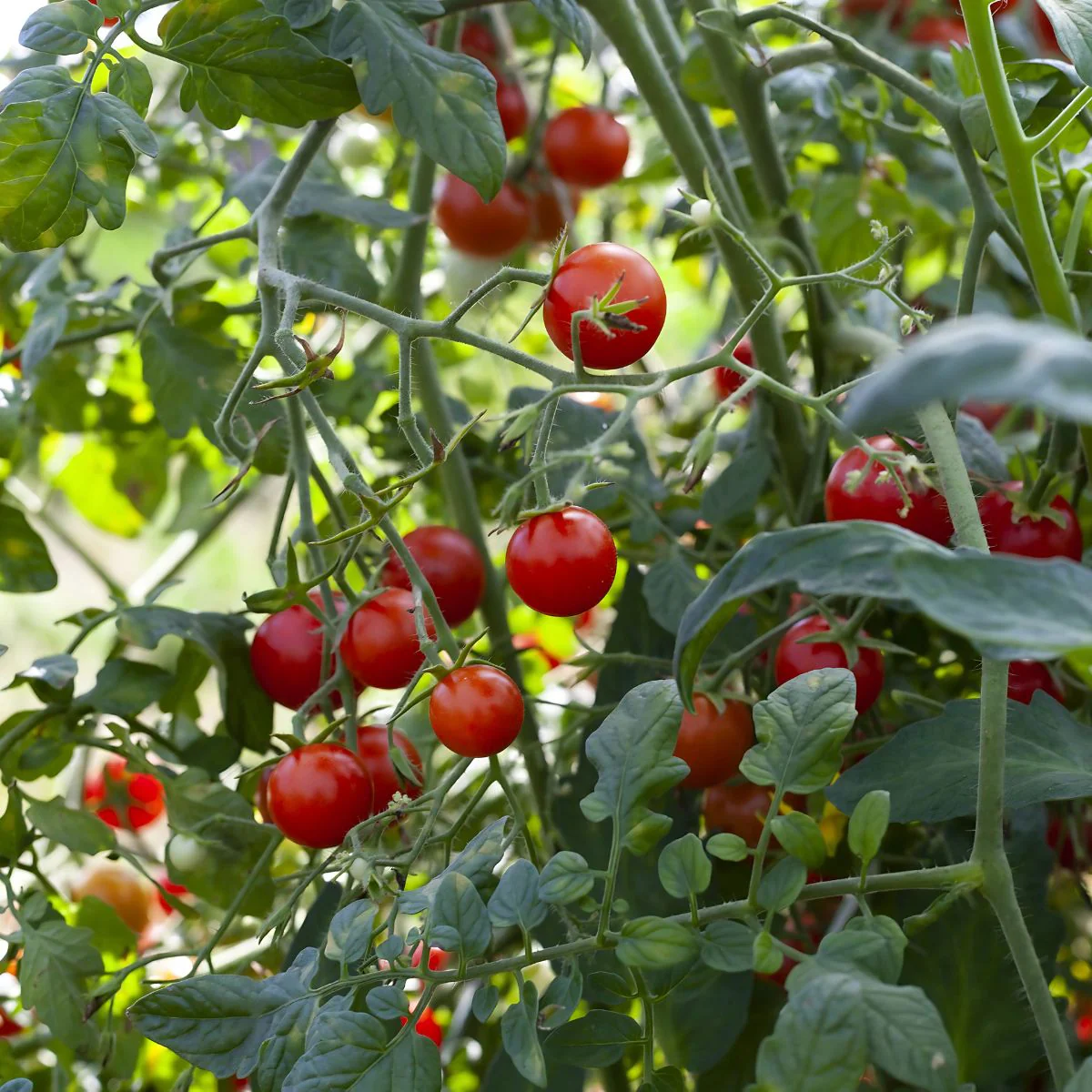 Semillas De Tomate Cherry Rojo. (30 Gramos). Pack De Semillas Para Sembrar Ideal Para Jardinería Y Huertos. - Image 2