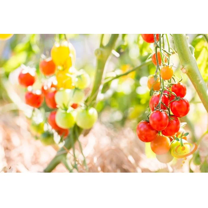 Semillas De Tomate Cherry Rojo Grande (100% Heirloom/No Híbrido/No GMO). 15 Semillas Aproximadamente - Image 6