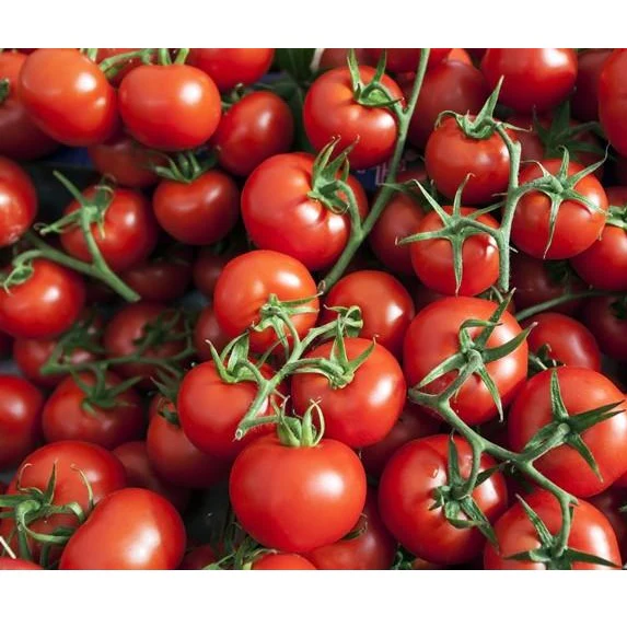 Semillas De Tomate Cherry Rojo Pequeño (100% Heirloom/No Híbrido/No GMO). 15 Semillas Aprox. - Image 2