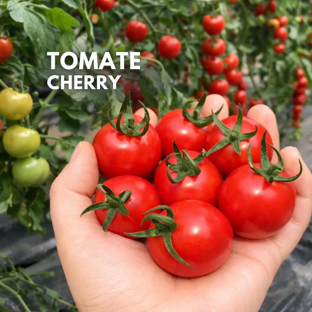 Semillas De Tomate Cherry Rojo Tipo Perla 100 Semillas (1 G) Para Huerto Casero Y Cultivo Agrícola.