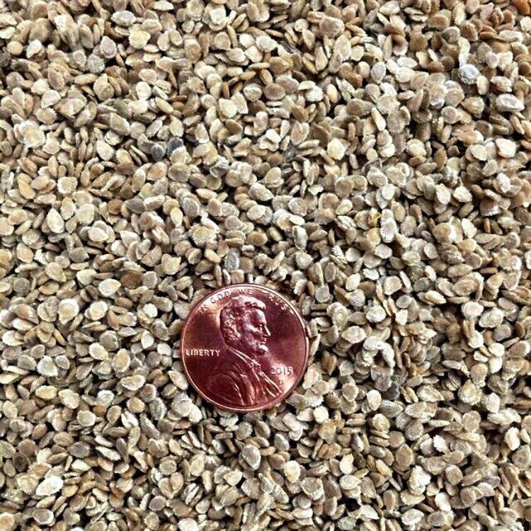 Semillas De Tomate Criollo (100% Heirloom/No Híbrido/No GMO). 15 Semillas Aproximadamente - Image 2