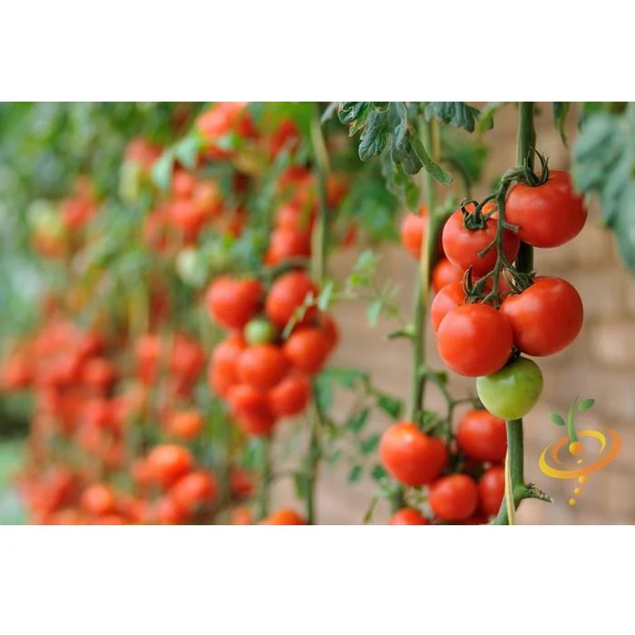 Semillas De Tomate, Money Maker (100% Heirloom/No Híbrido/No GMO). 15 Semillas Aproximadamente - Image 3