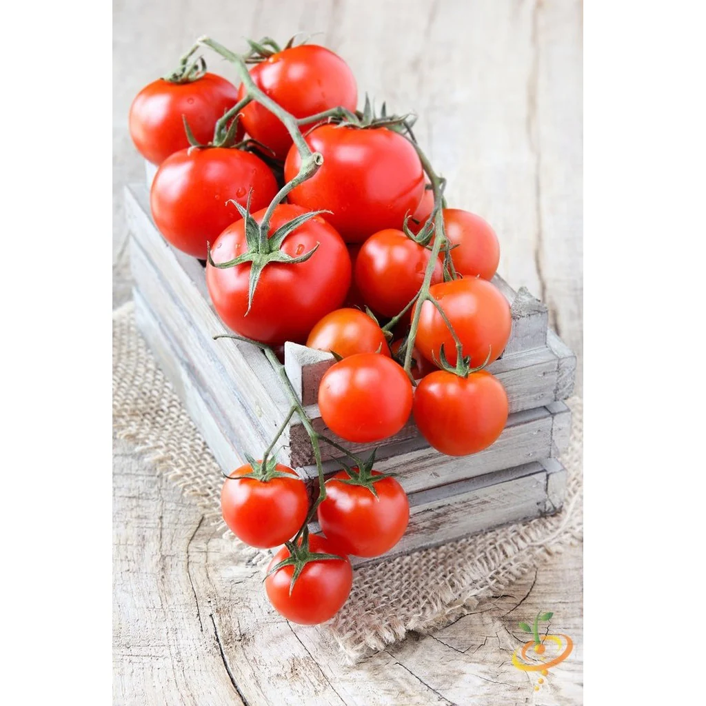 Semillas De Tomate, Money Maker (100% Heirloom/No Híbrido/No GMO). 15 Semillas Aproximadamente - Image 4